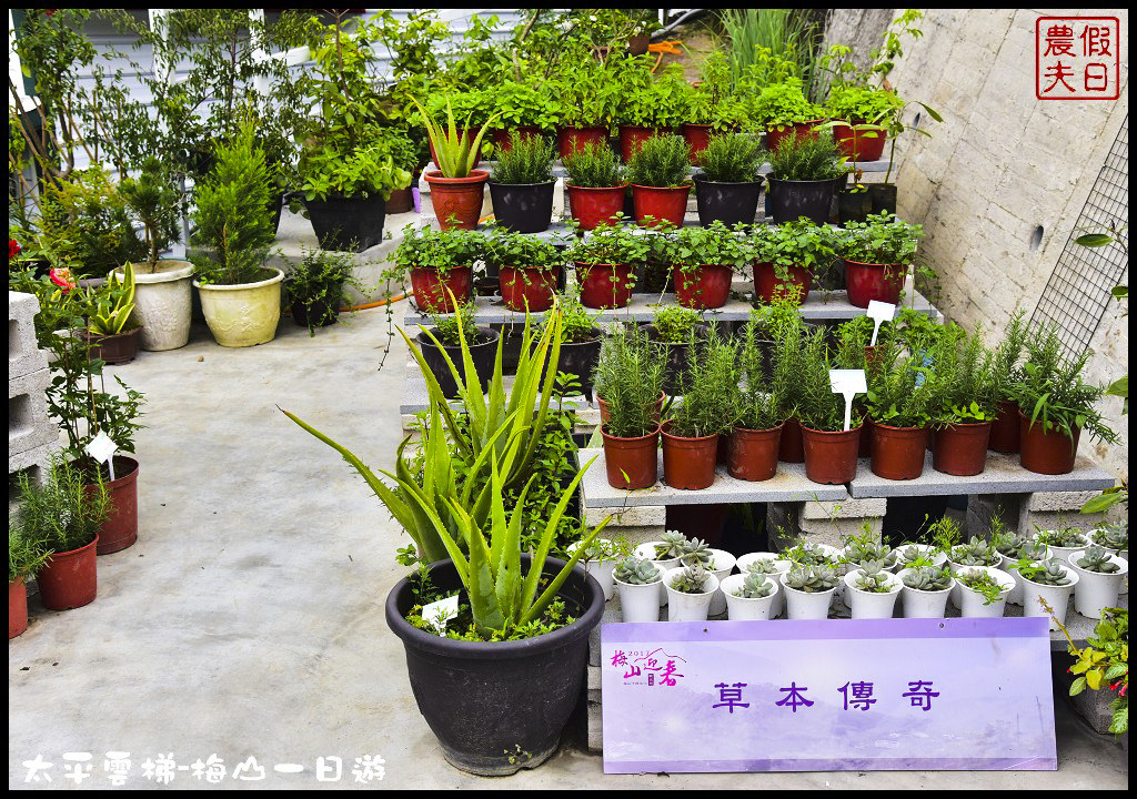 嘉義景點|全台最長景觀梯子吊橋太平雲梯．梅山一日輕旅行/華姐野菜舖子/草本傳奇/琥珀社咖啡莊園/一日遊 @假日農夫愛趴趴照