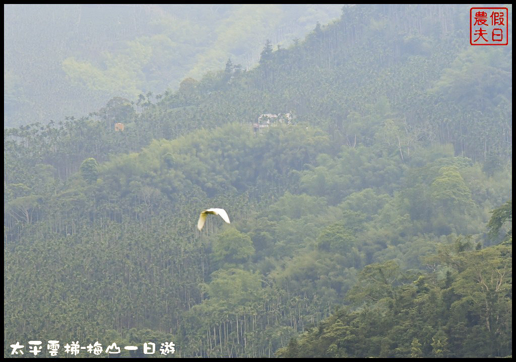 嘉義景點|全台最長景觀梯子吊橋太平雲梯．梅山一日輕旅行/華姐野菜舖子/草本傳奇/琥珀社咖啡莊園/一日遊 @假日農夫愛趴趴照