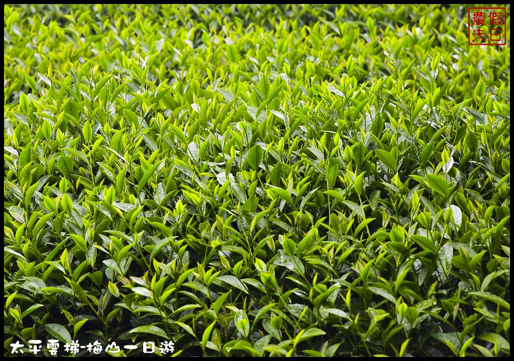 嘉義景點|全台最長景觀梯子吊橋太平雲梯．梅山一日輕旅行/華姐野菜舖子/草本傳奇/琥珀社咖啡莊園/一日遊 @假日農夫愛趴趴照