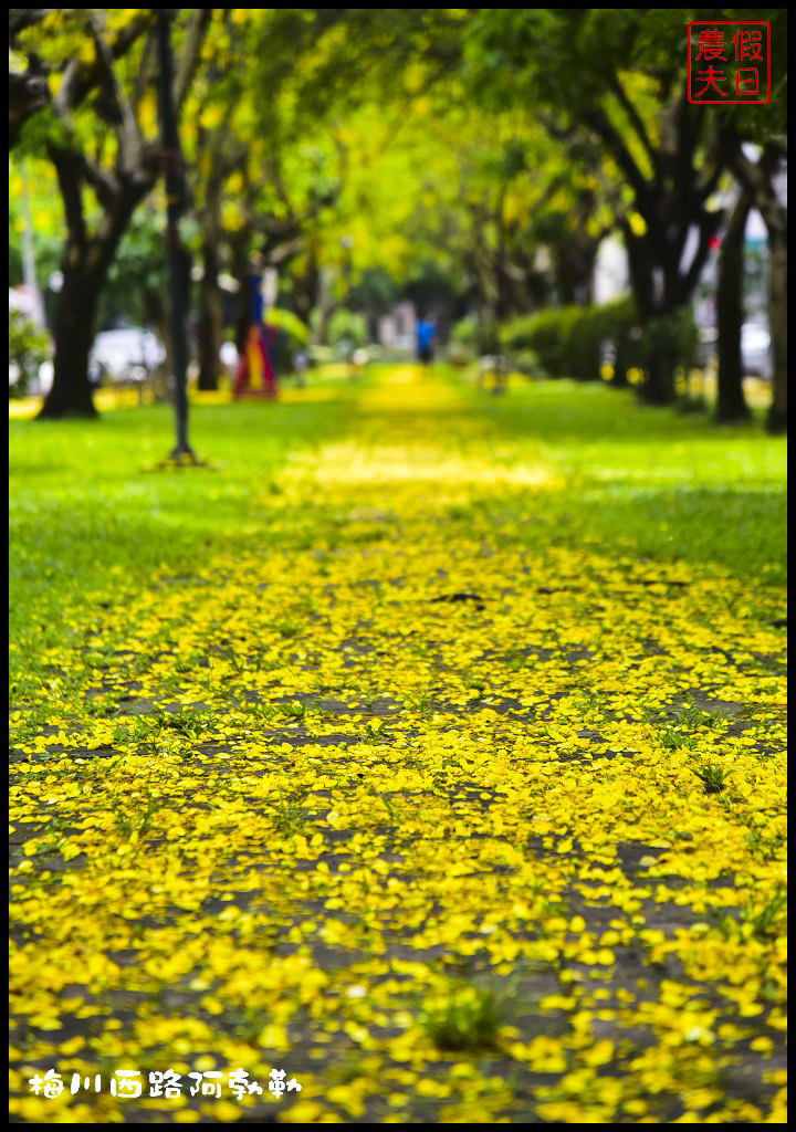 梅川西路阿勃勒盛開．滿滿的黃金地毯好漂亮|台中景點 @假日農夫愛趴趴照