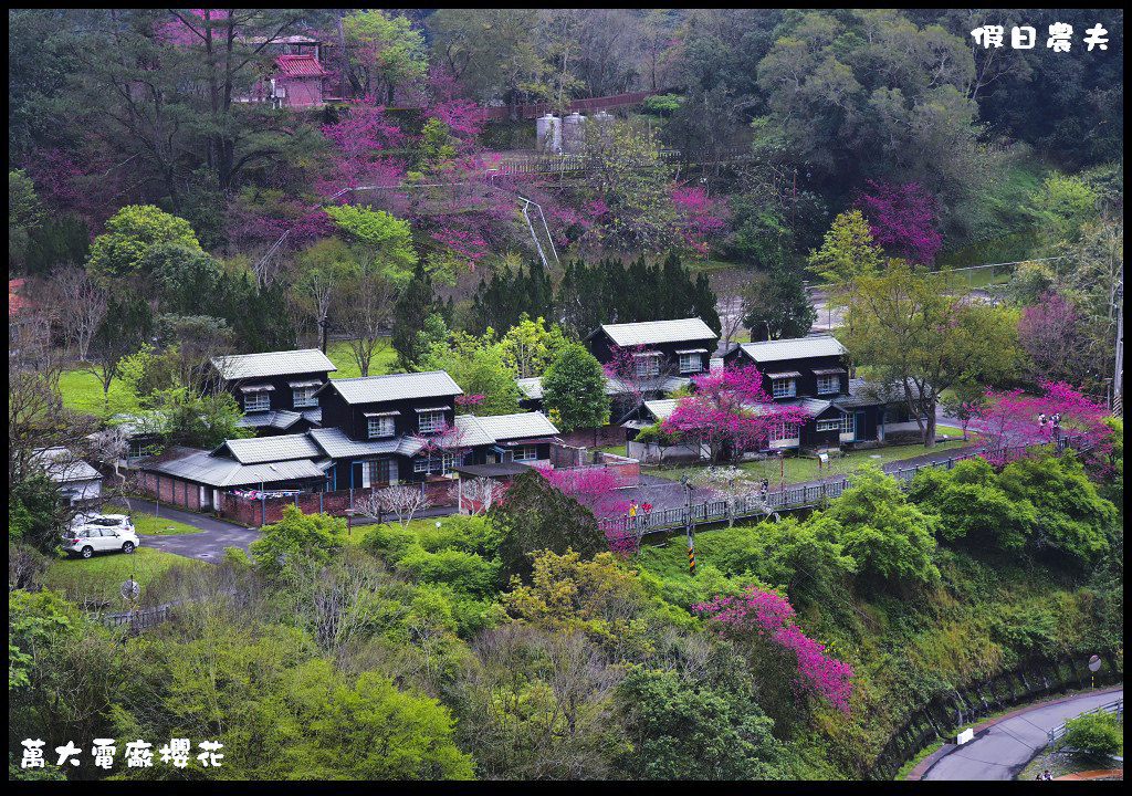 懶人包|嚴選南投十大賞櫻花景點/草坪頭/萬大電廠/暨南大學/九族文化村/農夫愛賞花 @假日農夫愛趴趴照