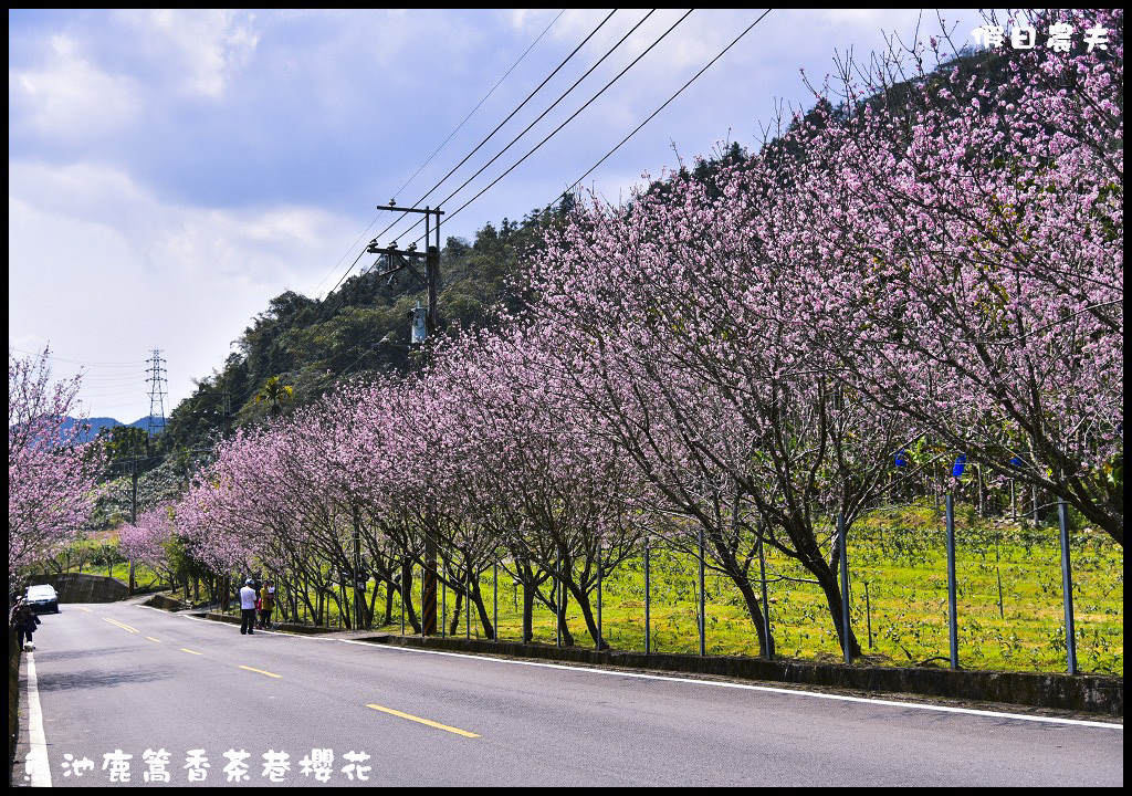 懶人包|嚴選南投十大賞櫻花景點/草坪頭/萬大電廠/暨南大學/九族文化村/農夫愛賞花 @假日農夫愛趴趴照