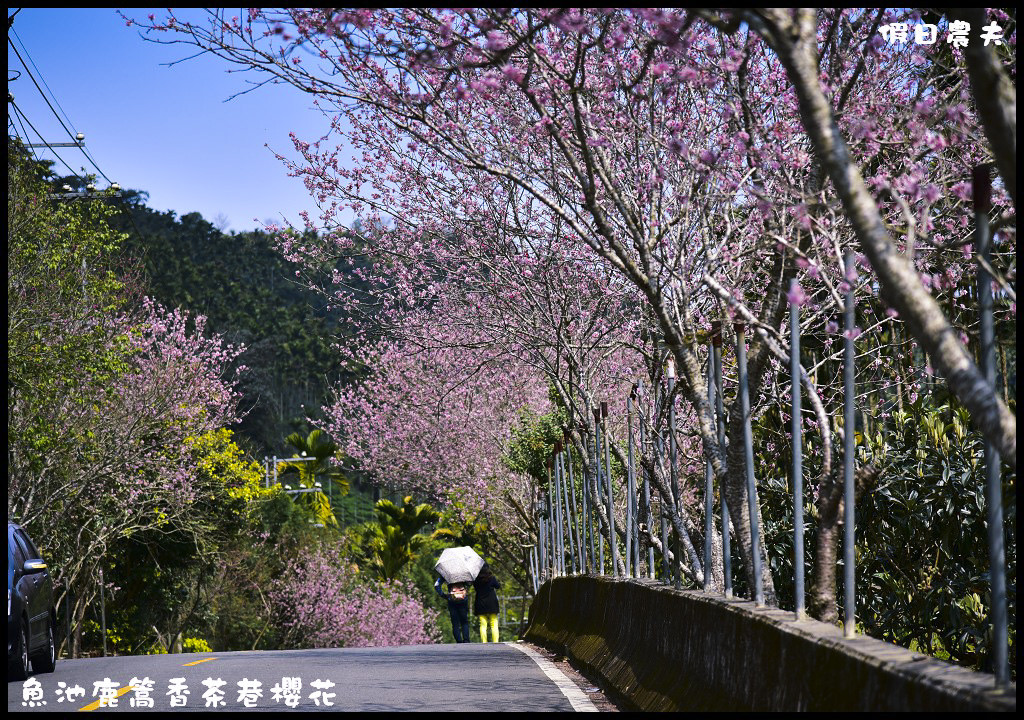 懶人包|嚴選南投十大賞櫻花景點/草坪頭/萬大電廠/暨南大學/九族文化村/農夫愛賞花 @假日農夫愛趴趴照