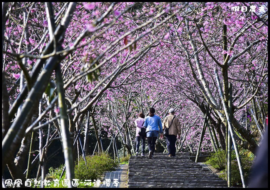 懶人包|嚴選南投十大賞櫻花景點/草坪頭/萬大電廠/暨南大學/九族文化村/農夫愛賞花 @假日農夫愛趴趴照