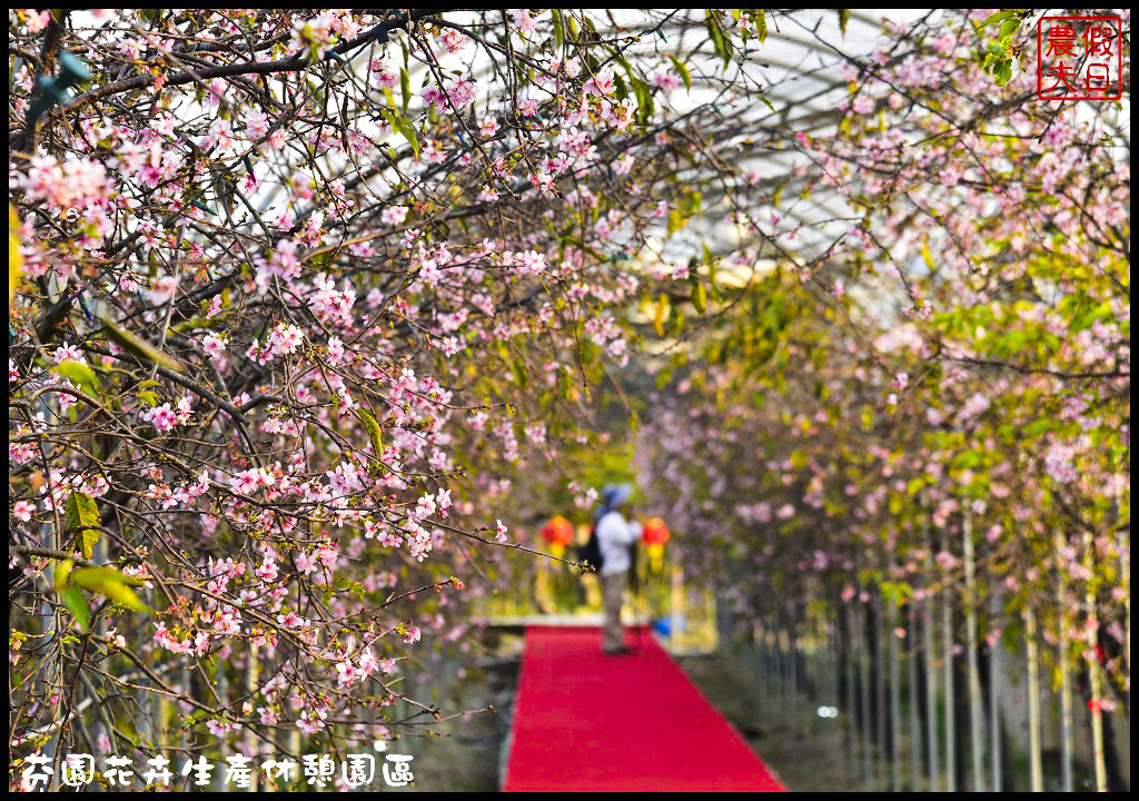 四季花曆賞花情報懶人包 | 梅花、櫻花、桐花、荷花、楓葉、落羽松/花季景點一覽表/跟著季節去賞花旅遊/賞花祕境/農夫愛賞花 @假日農夫愛趴趴照