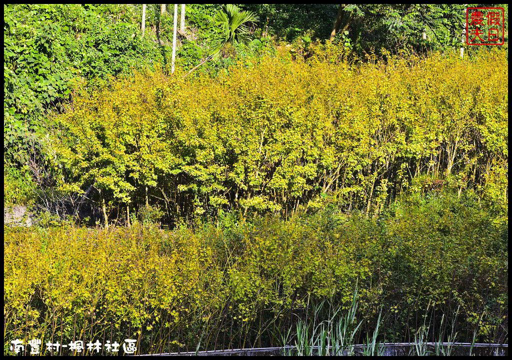 四季花曆賞花情報懶人包 | 梅花、櫻花、桐花、荷花、楓葉、落羽松/花季景點一覽表/跟著季節去賞花旅遊/賞花祕境/農夫愛賞花 @假日農夫愛趴趴照