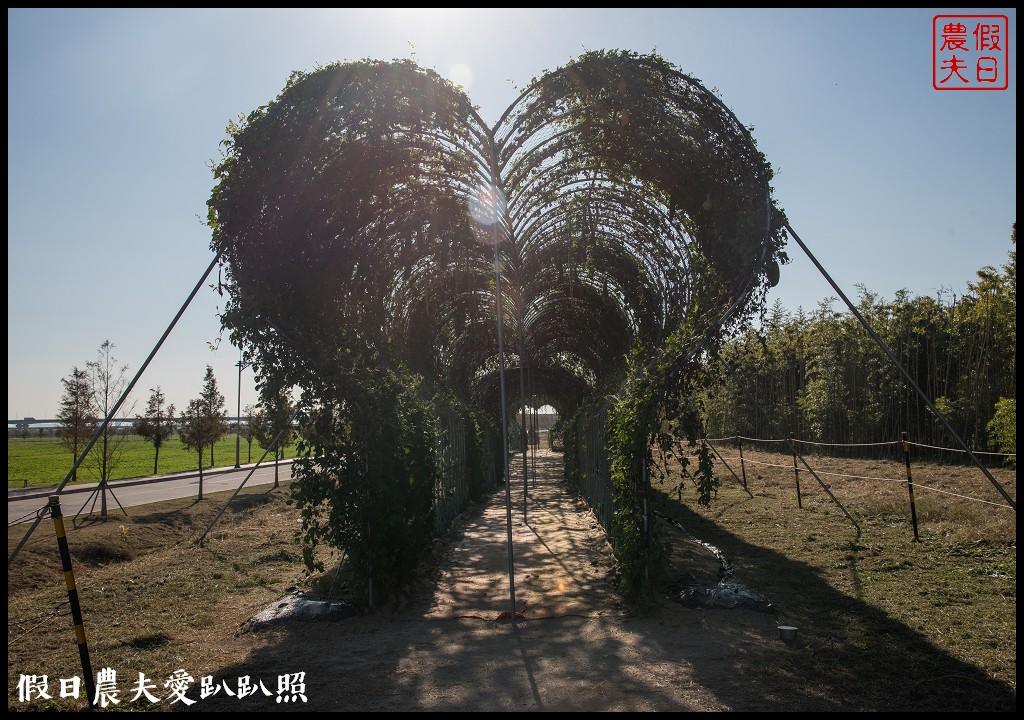 韓國賞櫻自由行|釜山三樂江邊公園櫻花VS大渚生態公園(대저생태공원)油菜花 @假日農夫愛趴趴照