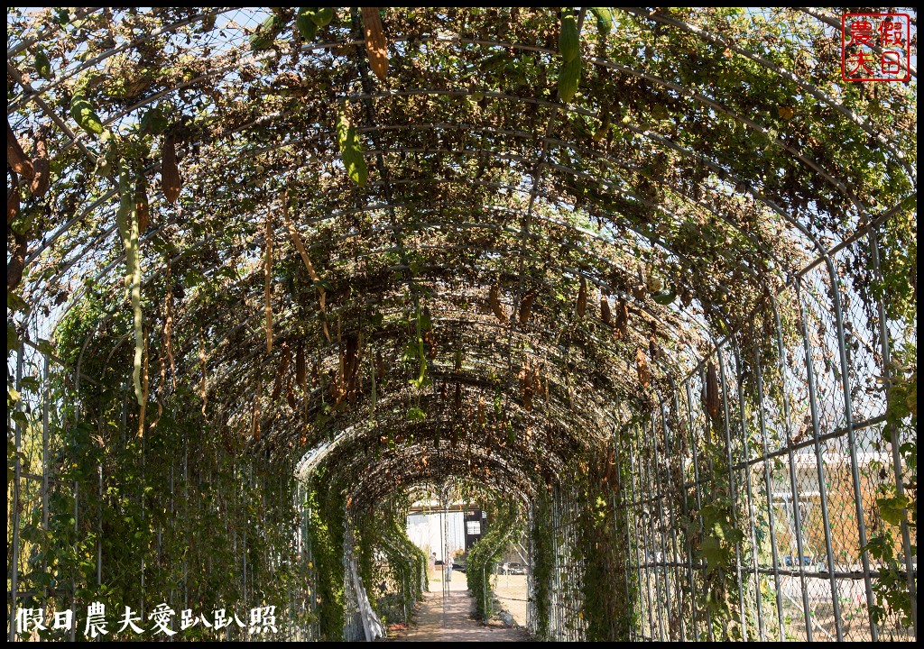 韓國賞櫻自由行|釜山三樂江邊公園櫻花VS大渚生態公園(대저생태공원)油菜花 @假日農夫愛趴趴照