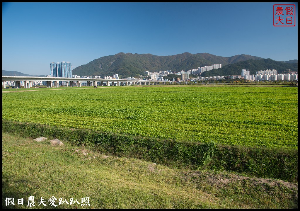 韓國賞櫻自由行|釜山三樂江邊公園櫻花VS大渚生態公園(대저생태공원)油菜花 @假日農夫愛趴趴照