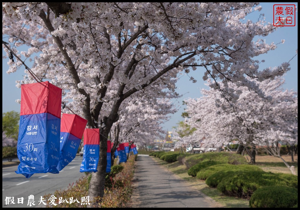 韓國賞櫻自由行|釜山三樂江邊公園櫻花VS大渚生態公園(대저생태공원)油菜花 @假日農夫愛趴趴照