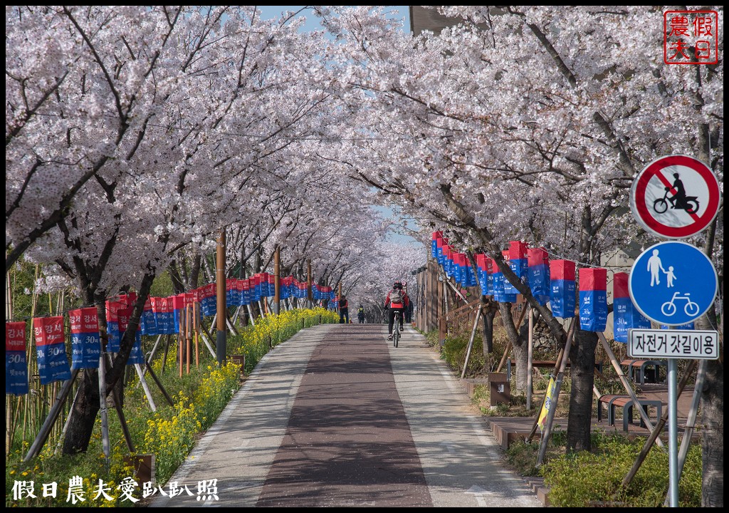 韓國賞櫻自由行|釜山三樂江邊公園櫻花VS大渚生態公園(대저생태공원)油菜花 @假日農夫愛趴趴照