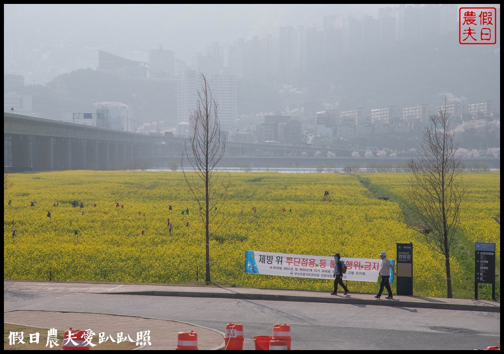 韓國賞櫻自由行|釜山三樂江邊公園櫻花VS大渚生態公園(대저생태공원)油菜花 @假日農夫愛趴趴照