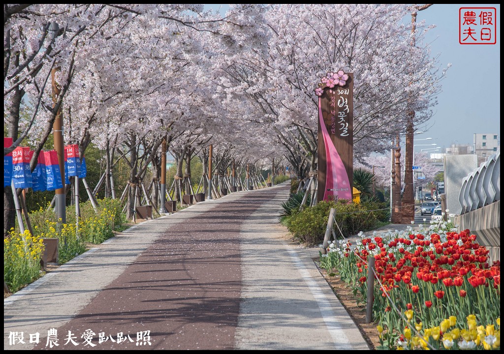 韓國賞櫻自由行|釜山三樂江邊公園櫻花VS大渚生態公園(대저생태공원)油菜花 @假日農夫愛趴趴照