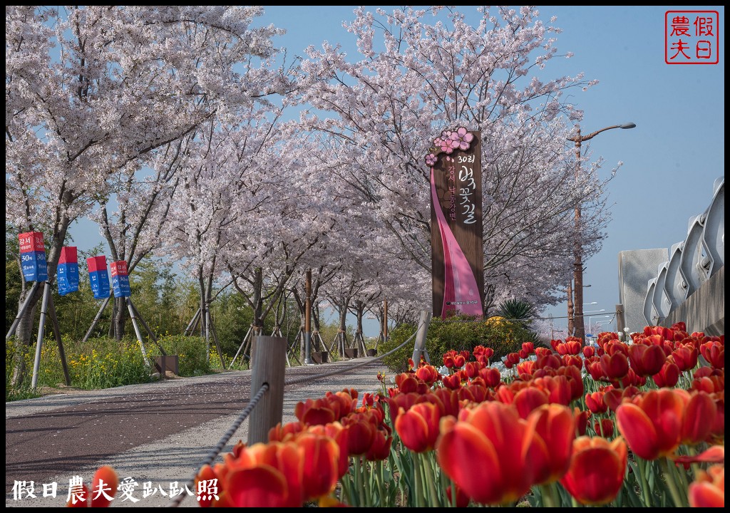 韓國賞櫻自由行|釜山三樂江邊公園櫻花VS大渚生態公園(대저생태공원)油菜花 @假日農夫愛趴趴照