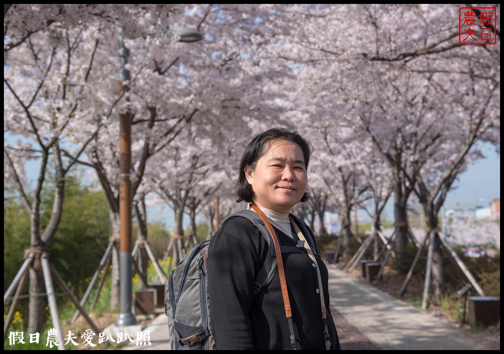 韓國賞櫻自由行|釜山三樂江邊公園櫻花VS大渚生態公園(대저생태공원)油菜花 @假日農夫愛趴趴照