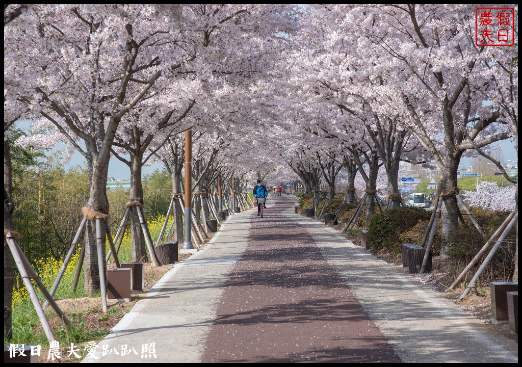 韓國賞櫻自由行|釜山三樂江邊公園櫻花VS大渚生態公園(대저생태공원)油菜花 @假日農夫愛趴趴照