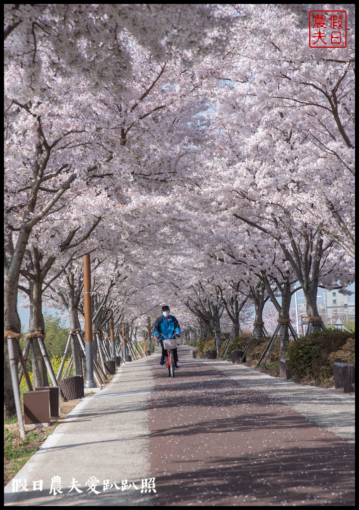 韓國賞櫻自由行|釜山三樂江邊公園櫻花VS大渚生態公園(대저생태공원)油菜花 @假日農夫愛趴趴照