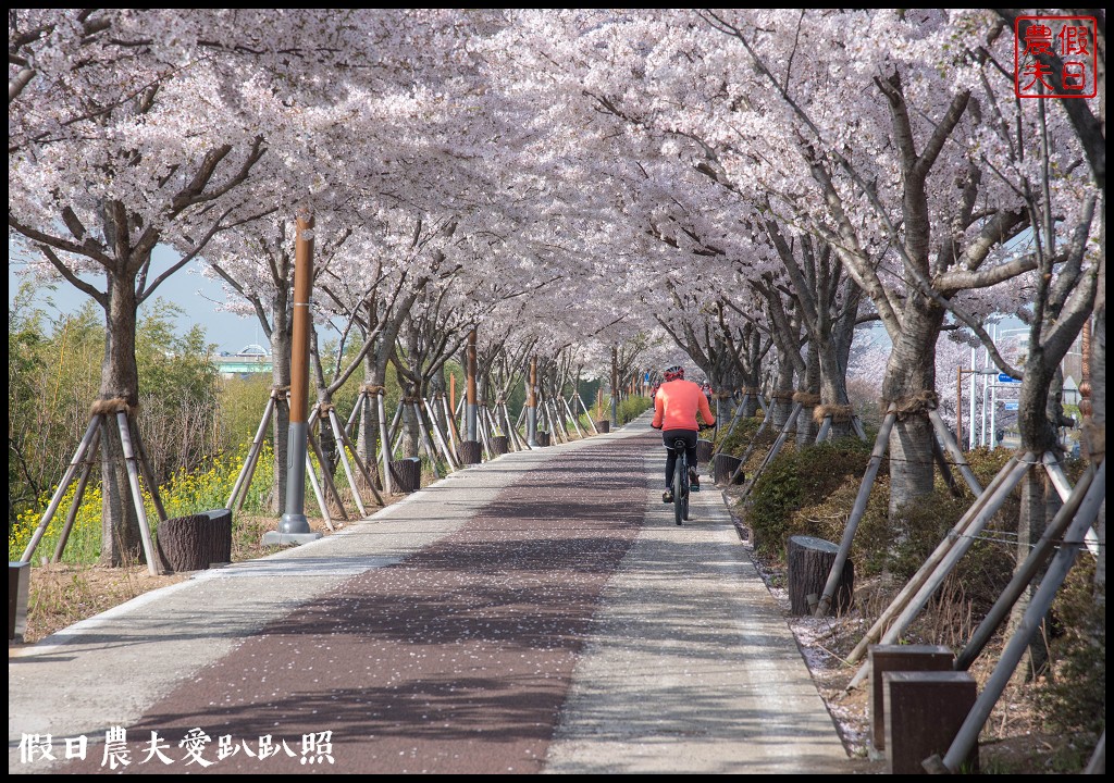 韓國賞櫻自由行|釜山三樂江邊公園櫻花VS大渚生態公園(대저생태공원)油菜花 @假日農夫愛趴趴照