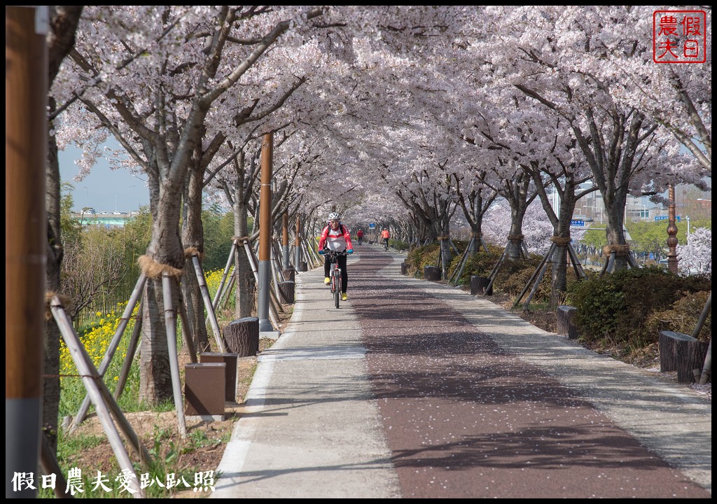 韓國賞櫻自由行|釜山三樂江邊公園櫻花VS大渚生態公園(대저생태공원)油菜花 @假日農夫愛趴趴照