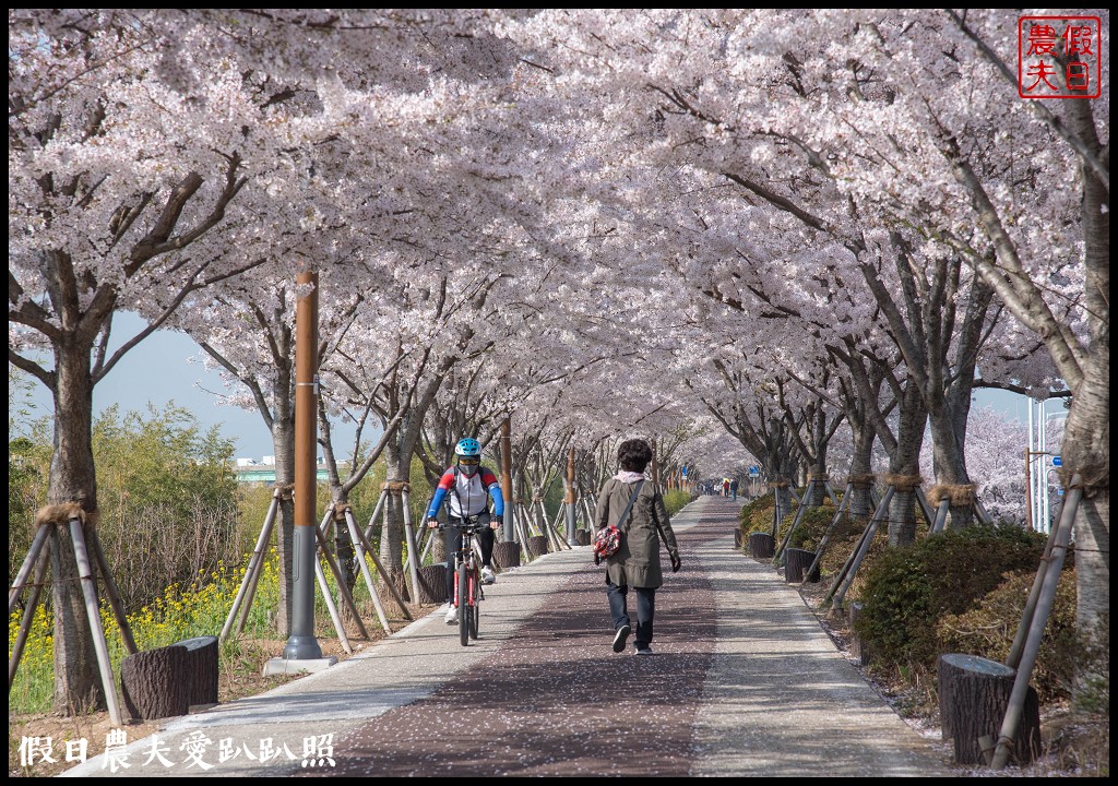 韓國賞櫻自由行|釜山三樂江邊公園櫻花VS大渚生態公園(대저생태공원)油菜花 @假日農夫愛趴趴照