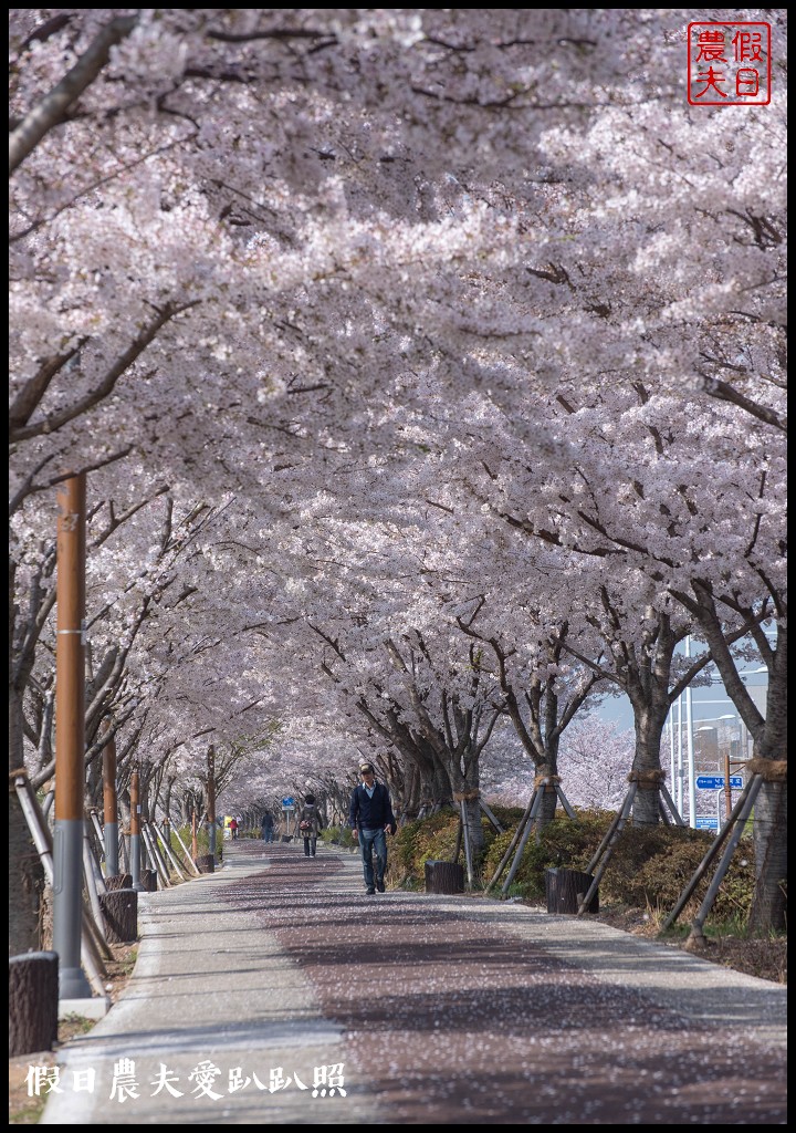 韓國賞櫻自由行|釜山三樂江邊公園櫻花VS大渚生態公園(대저생태공원)油菜花 @假日農夫愛趴趴照