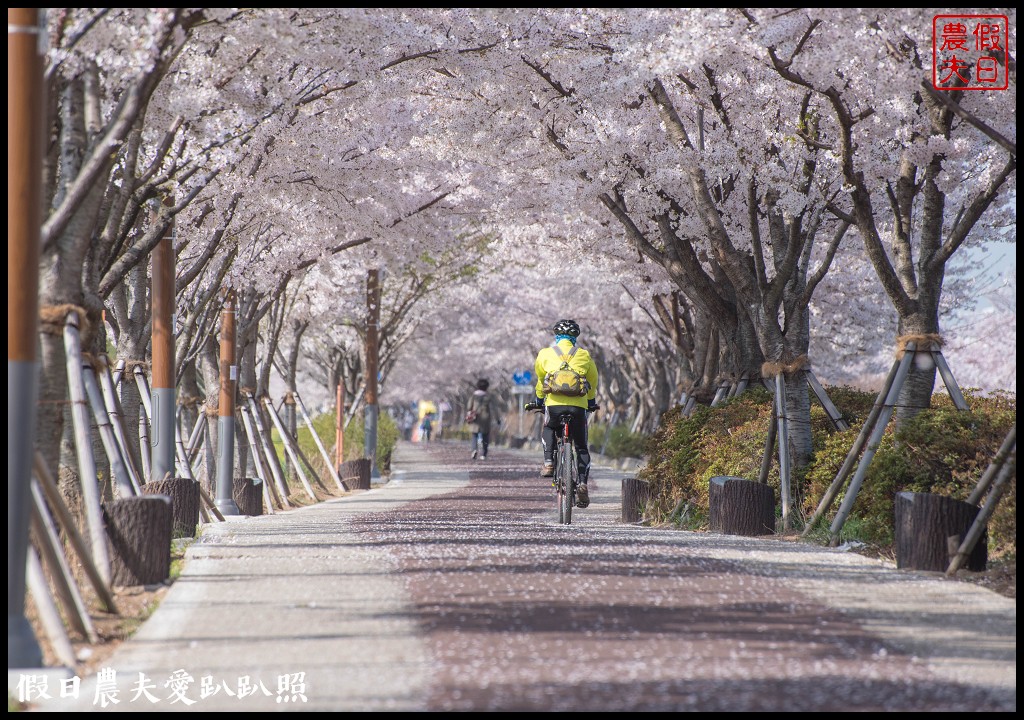 韓國賞櫻自由行|釜山三樂江邊公園櫻花VS大渚生態公園(대저생태공원)油菜花 @假日農夫愛趴趴照