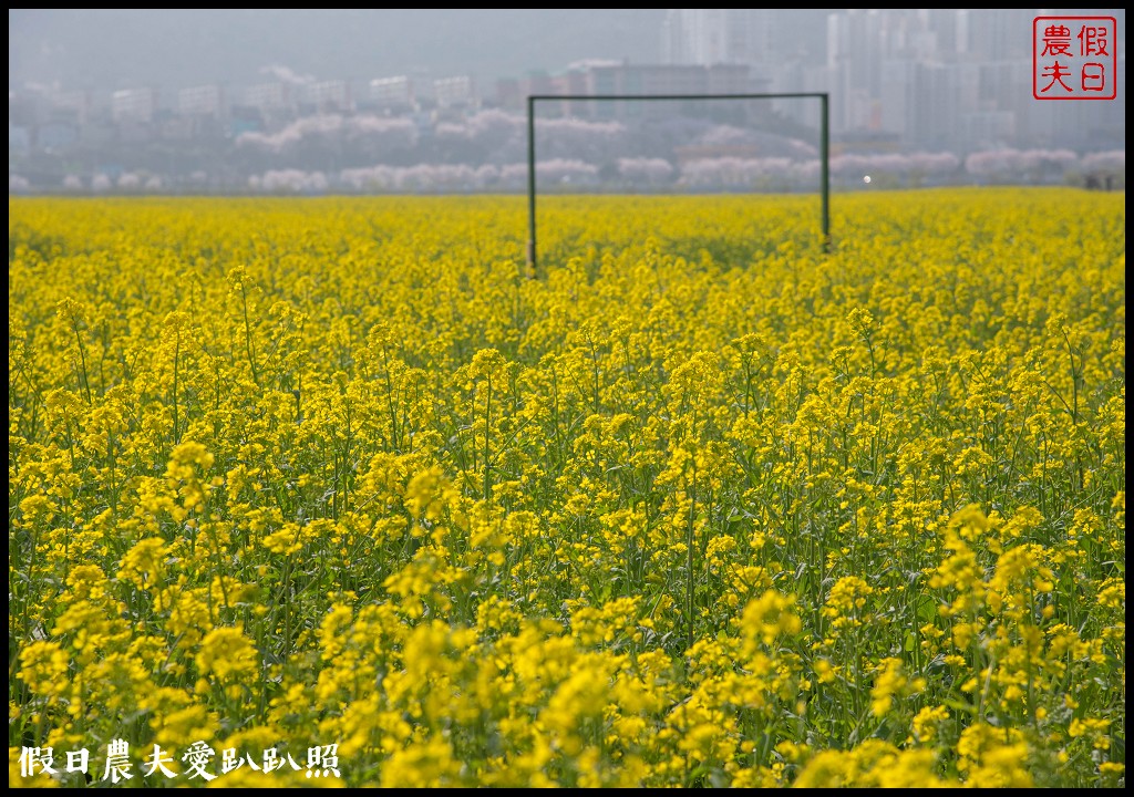 韓國賞櫻自由行|釜山三樂江邊公園櫻花VS大渚生態公園(대저생태공원)油菜花 @假日農夫愛趴趴照