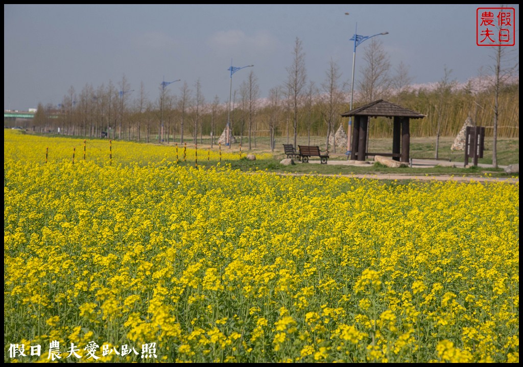 韓國賞櫻自由行|釜山三樂江邊公園櫻花VS大渚生態公園(대저생태공원)油菜花 @假日農夫愛趴趴照