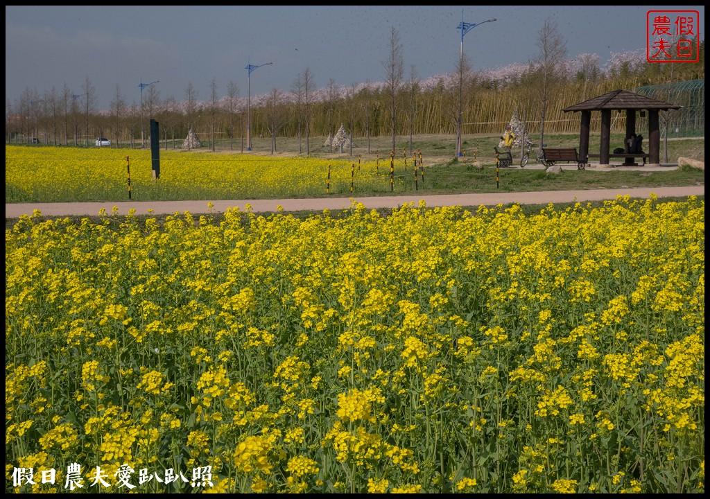 韓國賞櫻自由行|釜山三樂江邊公園櫻花VS大渚生態公園(대저생태공원)油菜花 @假日農夫愛趴趴照