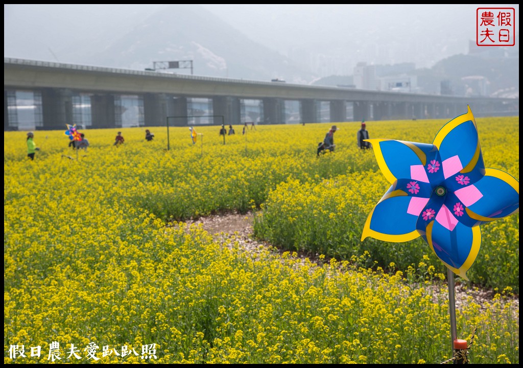 韓國賞櫻自由行|釜山三樂江邊公園櫻花VS大渚生態公園(대저생태공원)油菜花 @假日農夫愛趴趴照