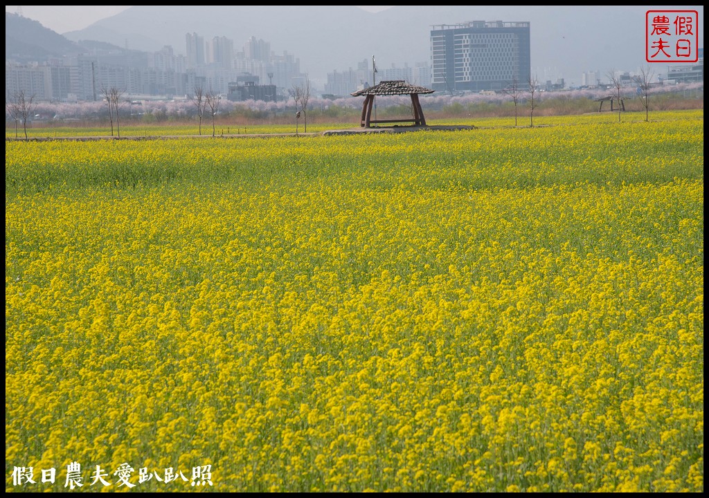 韓國賞櫻自由行|釜山三樂江邊公園櫻花VS大渚生態公園(대저생태공원)油菜花 @假日農夫愛趴趴照