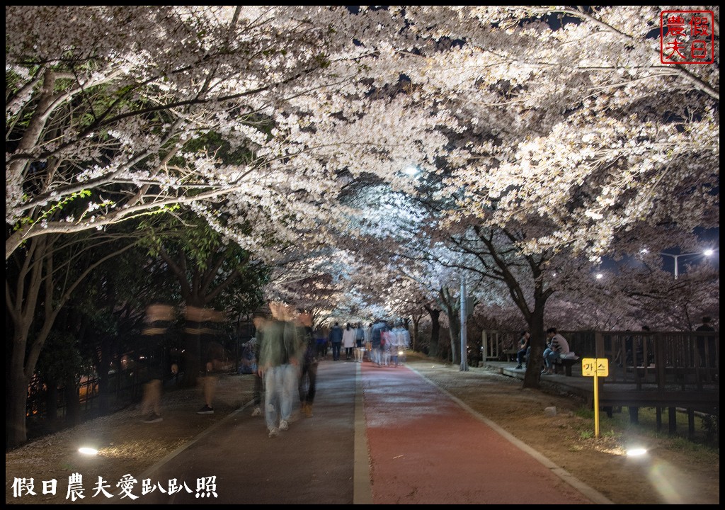 韓國賞櫻自由行|釜山三樂江邊公園櫻花VS大渚生態公園(대저생태공원)油菜花 @假日農夫愛趴趴照