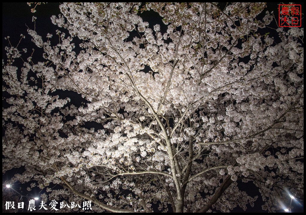 韓國賞櫻自由行|釜山三樂江邊公園櫻花VS大渚生態公園(대저생태공원)油菜花 @假日農夫愛趴趴照