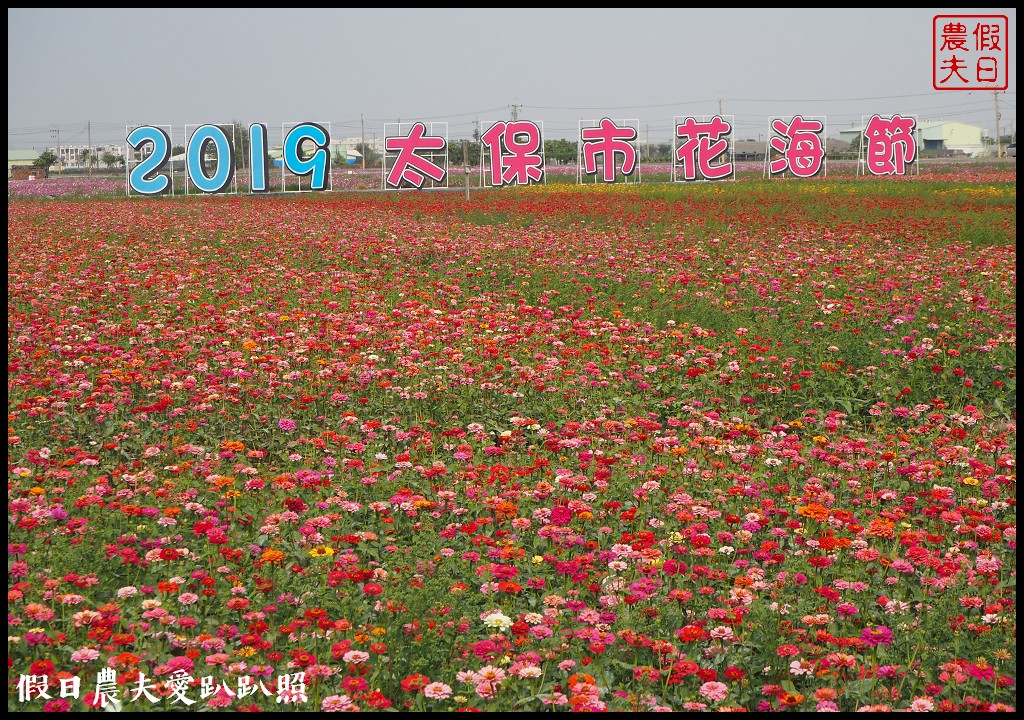 嘉義景點|太保市花海節2019．一起在花海「鋪滿幸福」/免費景點/春節旅遊/一日遊 @假日農夫愛趴趴照