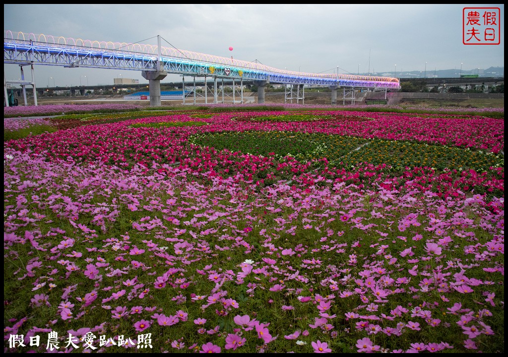 南投旅遊|2019南投燈會主燈「福嘟嘟、發大財」．日遊沙雕花海夜賞燈會水舞秀/免費參觀/小提燈領取資訊/停車規劃 @假日農夫愛趴趴照