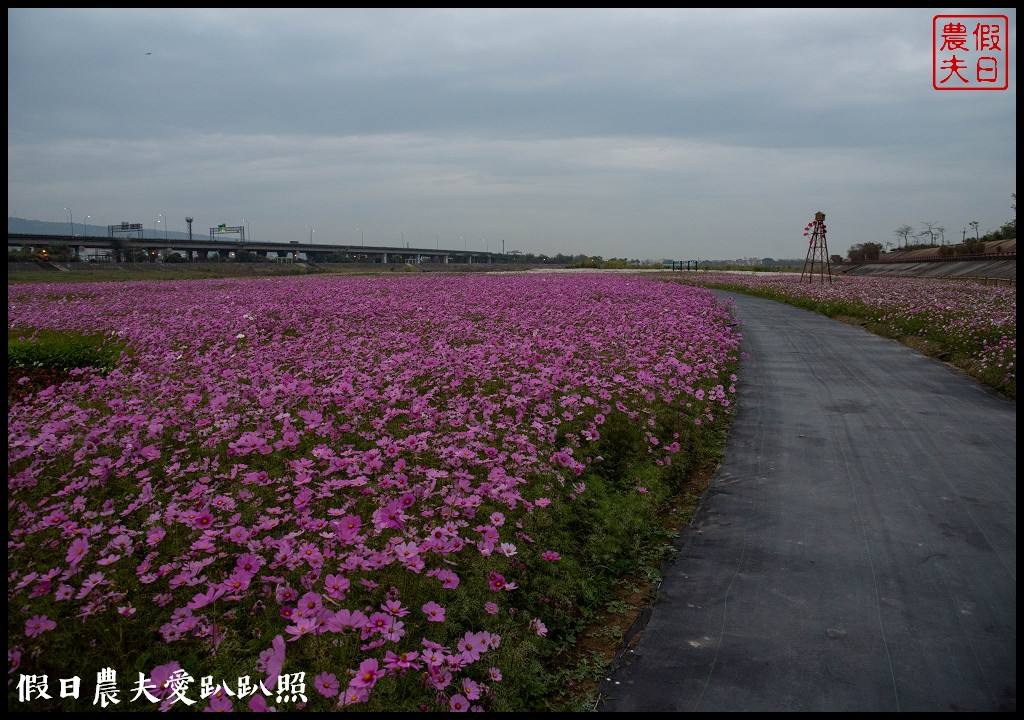 南投旅遊|2019南投燈會主燈「福嘟嘟、發大財」．日遊沙雕花海夜賞燈會水舞秀/免費參觀/小提燈領取資訊/停車規劃 @假日農夫愛趴趴照