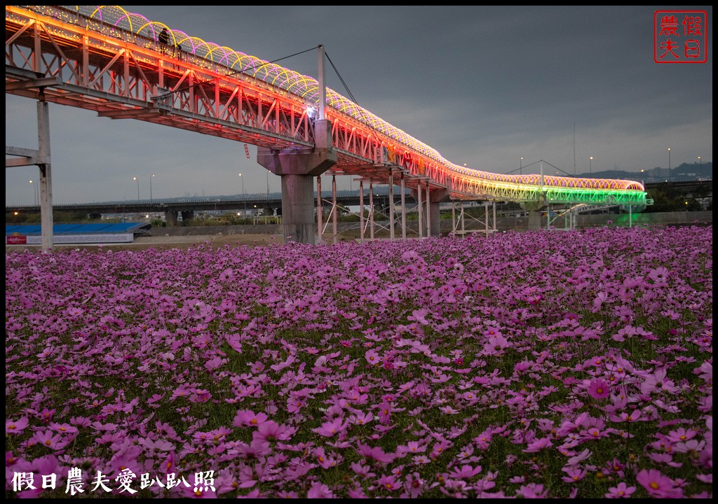 南投旅遊|2019南投燈會主燈「福嘟嘟、發大財」．日遊沙雕花海夜賞燈會水舞秀/免費參觀/小提燈領取資訊/停車規劃 @假日農夫愛趴趴照