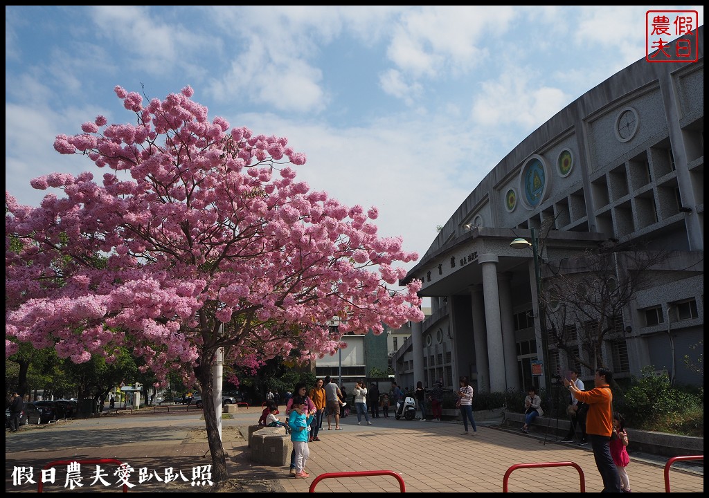 南投旅遊|草屯體育館前洋紅風鈴木盛開．順遊草屯兒童公園/免門票 @假日農夫愛趴趴照