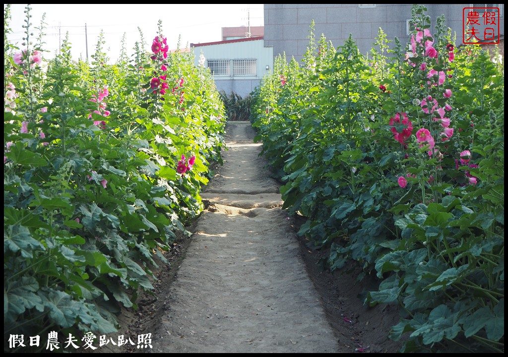 台南旅遊|唸戀學甲蜀葵花文化節．紅藜比蜀葵花還搶眼 @假日農夫愛趴趴照