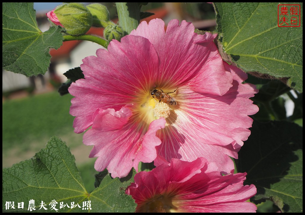 台南旅遊|唸戀學甲蜀葵花文化節．紅藜比蜀葵花還搶眼 @假日農夫愛趴趴照