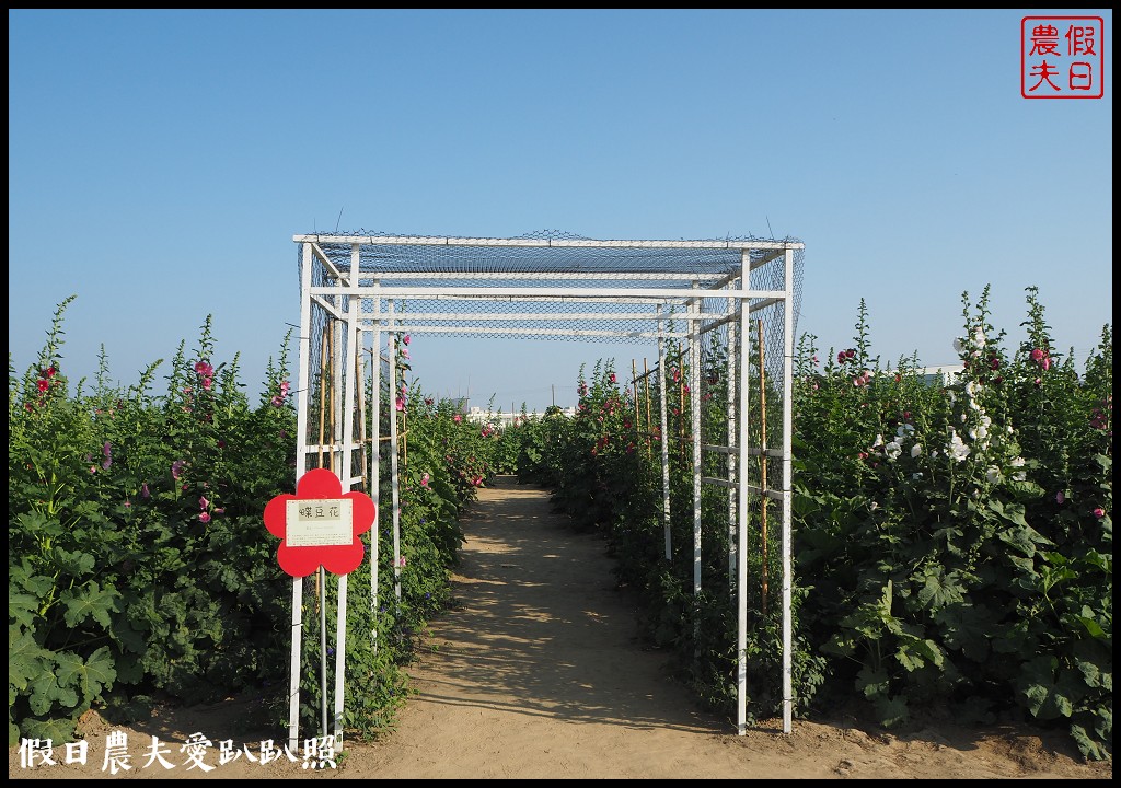 台南旅遊|唸戀學甲蜀葵花文化節．紅藜比蜀葵花還搶眼 @假日農夫愛趴趴照