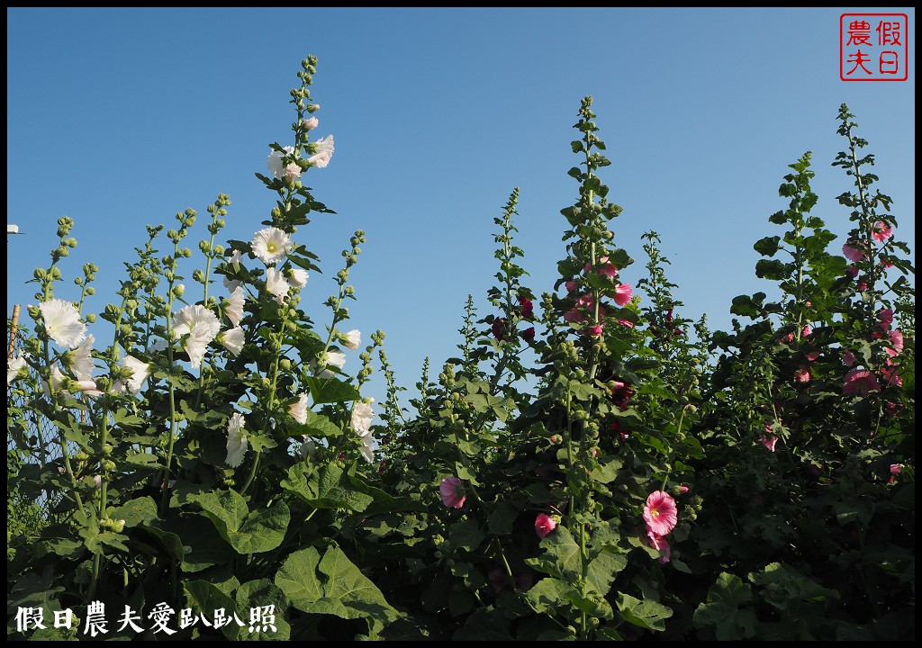 台南旅遊|唸戀學甲蜀葵花文化節．紅藜比蜀葵花還搶眼 @假日農夫愛趴趴照