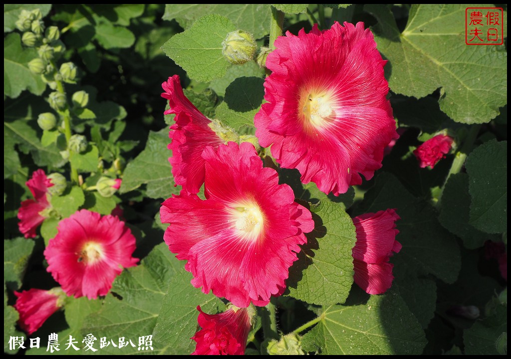 台南旅遊|唸戀學甲蜀葵花文化節．紅藜比蜀葵花還搶眼 @假日農夫愛趴趴照