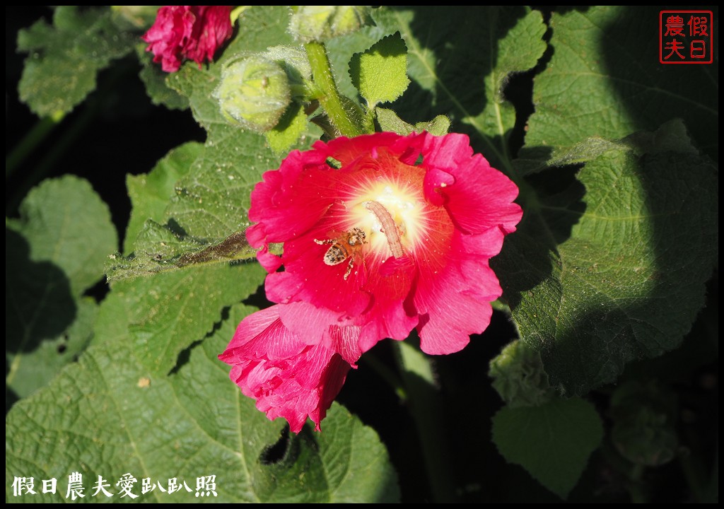 台南旅遊|唸戀學甲蜀葵花文化節．紅藜比蜀葵花還搶眼 @假日農夫愛趴趴照