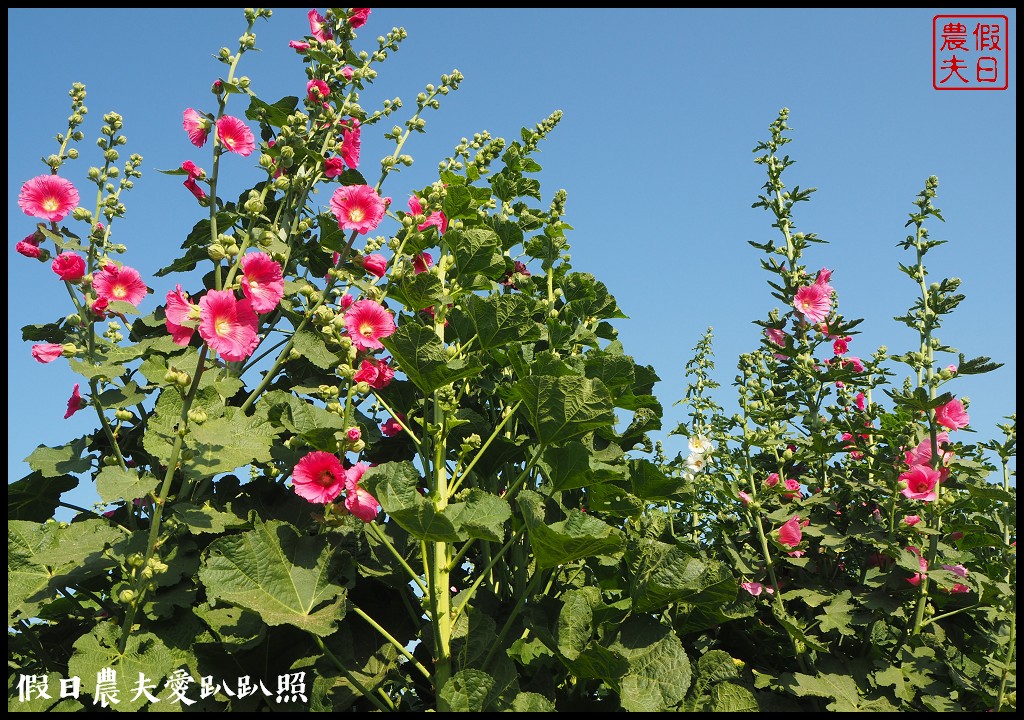 台南旅遊|唸戀學甲蜀葵花文化節．紅藜比蜀葵花還搶眼 @假日農夫愛趴趴照