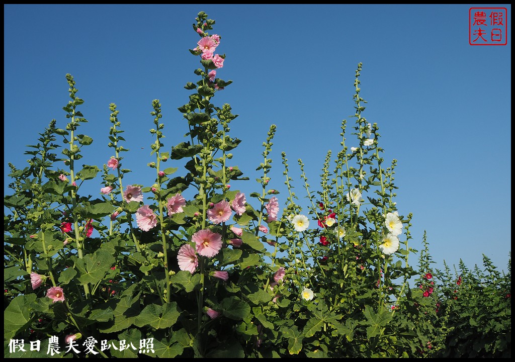 台南旅遊|唸戀學甲蜀葵花文化節．紅藜比蜀葵花還搶眼 @假日農夫愛趴趴照