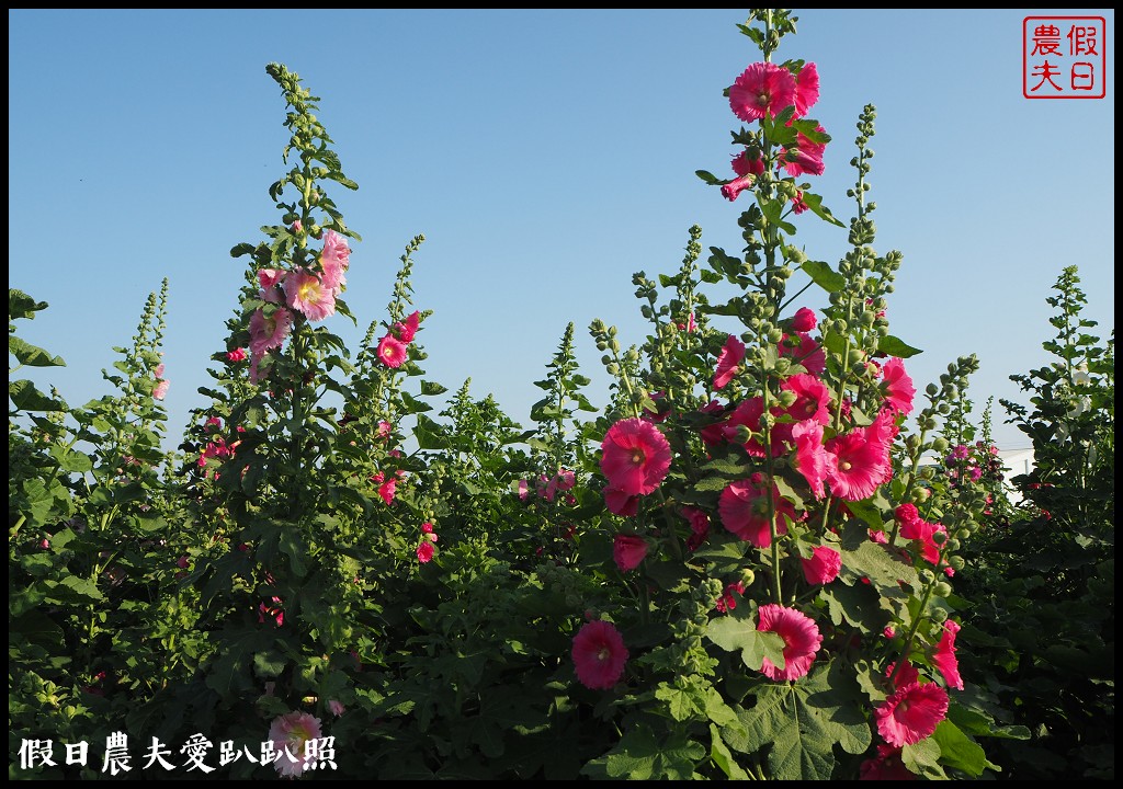 台南旅遊|唸戀學甲蜀葵花文化節．紅藜比蜀葵花還搶眼 @假日農夫愛趴趴照