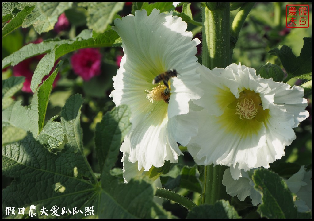 台南旅遊|唸戀學甲蜀葵花文化節．紅藜比蜀葵花還搶眼 @假日農夫愛趴趴照