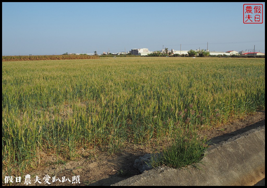 台南旅遊|唸戀學甲蜀葵花文化節．紅藜比蜀葵花還搶眼 @假日農夫愛趴趴照