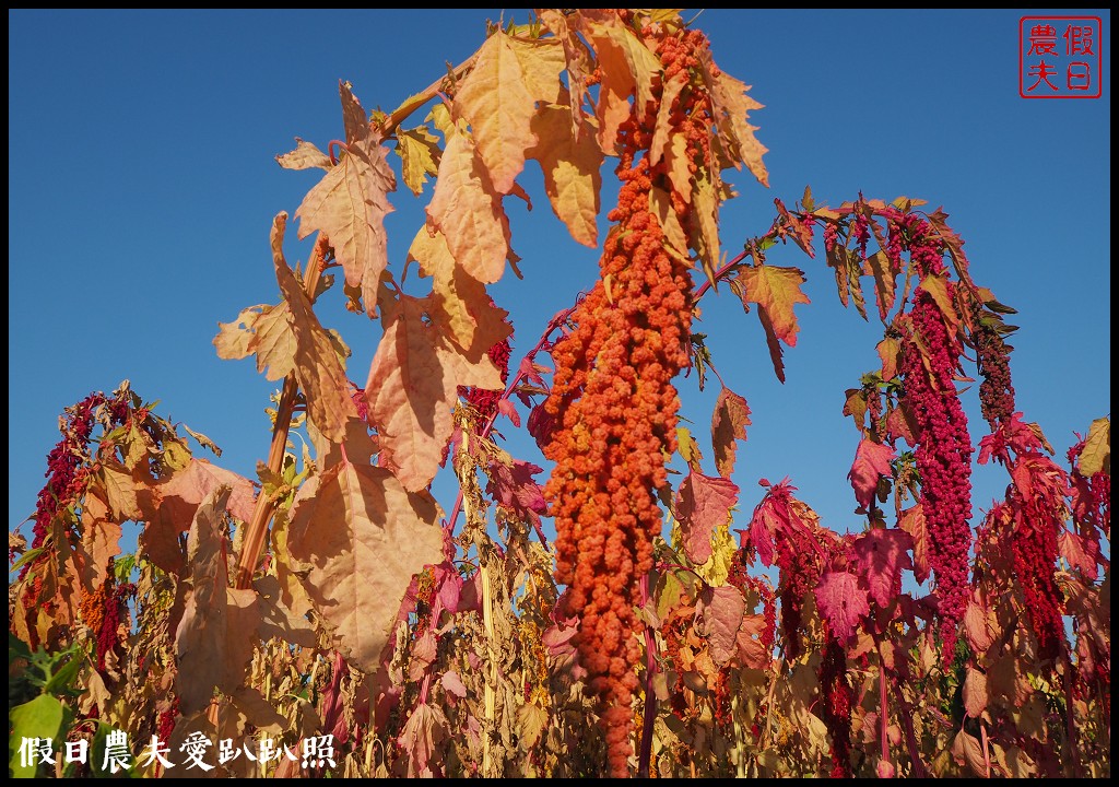 台南旅遊|唸戀學甲蜀葵花文化節．紅藜比蜀葵花還搶眼 @假日農夫愛趴趴照